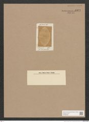 Navicula sp. (de-Toni-Nr.: Genus 1) Zeichnungen Sammlung Grunow Nr. 1372 (NHMW-BOT-W0368326)